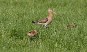 Actieplan weidevogels Groningen uitgereikt aan gedeputeerde