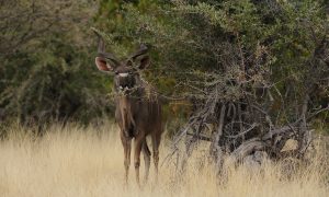 FACE: Europees Parlement onderschrijft de rol van duurzame trofeeënjacht