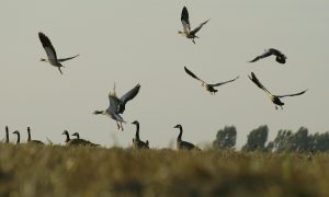 Uitbraak vogelgriep Altforst: gedeeltelijk jachtverbod op wilde watervogels