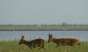 Jagersvereniging waarschuwt voor aanrijdingen vanwege reeënbronst