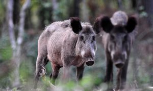 Wilde zwijnen veroorzaken grote schade in maisvelden bij Wapenveld en Heerde – De Stentor