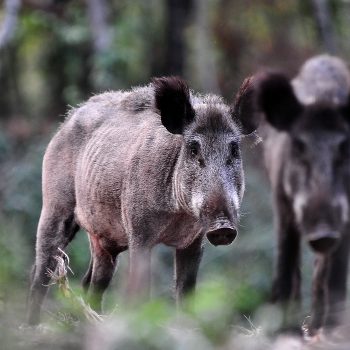 Wildhygiëne en wildziekten