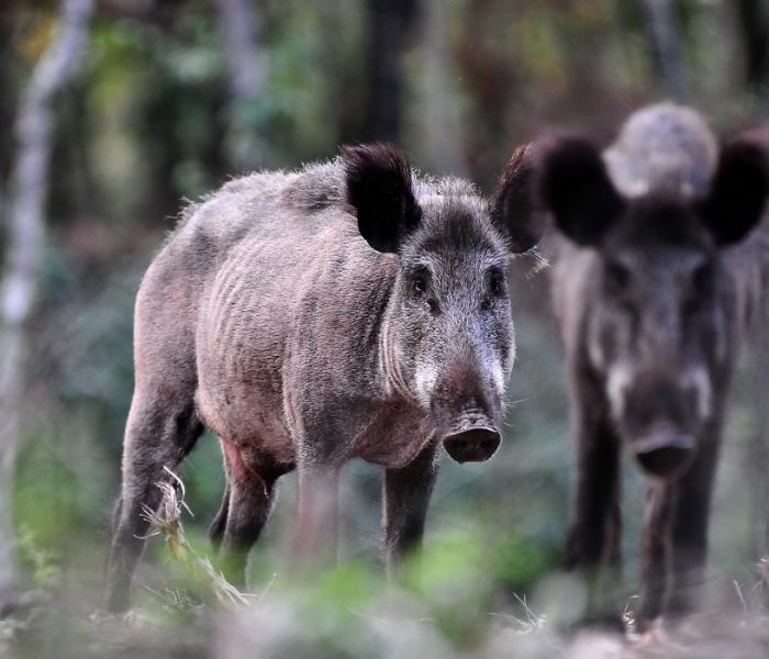 Wildhygiëne en wildziekten