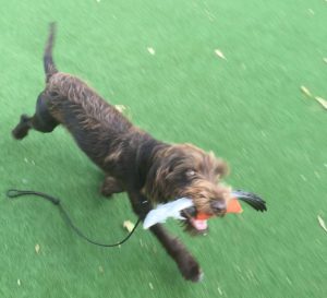 'Ik heb inmiddels een hondje die zich kan uitleven op zoekspelletjes met ganzenveren'