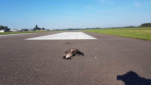De gans is naderhand gewogen en bleek 5 kilo te wegen.