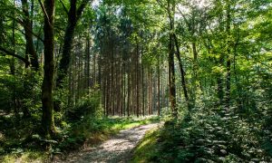 ‘Groene boa’s’ betrappen illegale crossers in Beuningen – De Gelderlander