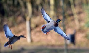 Gratis artikel: Populatiedynamiek wilde eend, kwetsbare kuikenfase speelt eend parten