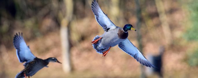 Voorjaars Afdelingsvergadering Gelderland (voor de leden)