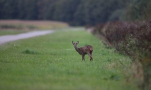 Raad van State stelt Provincie Zeeland in het gelijk over reeënbeheer