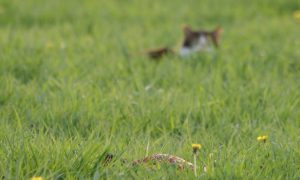 ‘Kat grijpt jaarlijks miljoenen beschermde vogels en moet voortaan aangelijnd’ – NOS