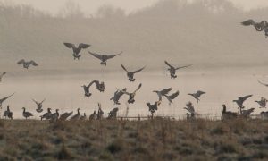 Gedeeltelijk jachtverbod vogelgriep zorgt voor dilemma WBE Zaanstreek en omgeving