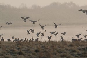 Dossier vogelgriep: hier leest u alle recent verschenen informatie over de vogelgriep eenvoudig terug