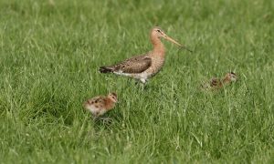 Instanties vragen provincie jachtontheffing om weidevogels te beschermen – Omroep Fryslân