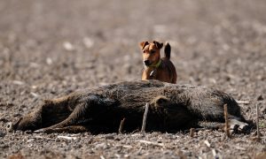 Onderzoek meerdere dode wilde zwijnen Veluwe: Afrikaanse varkenspest uitgesloten