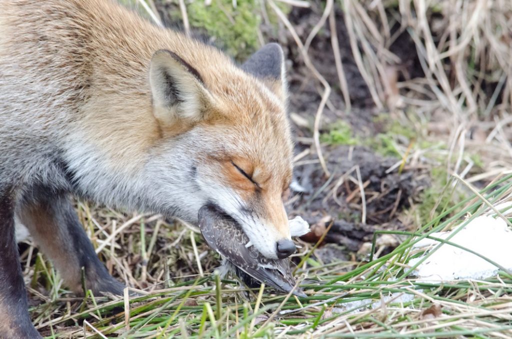 'Met zo'n 50.000 tot 130.000 jonge en oude vossen in het voorjaar, zo'n 162.000 verwilderde katten en minstens 500.000 zwarte kraaien is de predatiedruk op weidevogels zeer hoog.'