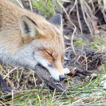 Weidevogels beschermen