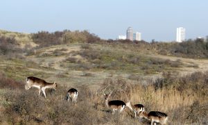 Schipholganzen en edelherten uit de Oostvaardersplassen: deze poelier verwerkt al uw probleemwild – de Volkskrant