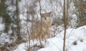 Eerste wolvengebiedscommissie van start – Nieuwe Oogst