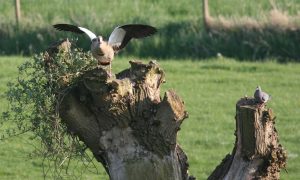 Gans anders (vreemde vogels door een andere bril bekeken) – Voedingcentrum