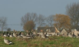Jagersvereniging vraagt aandacht voor jagersonderwerpen coalitieonderhandelingen – Friesland