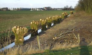 Subsidie voor aanleg nieuwe landschapselementen in veengebieden