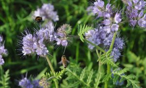 Conferentie EU doelstellingen voor natuurherstel – FACE