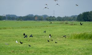 Zo voorkomt u vogelschade aan ingezaaid mais – BIJ12