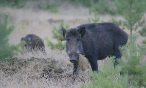 Wilde zwijnen gespot in woonwijk Eersel – Eindhovens Dagblad