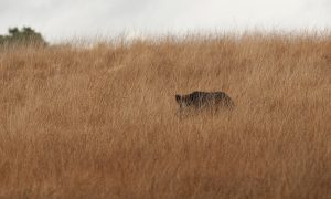 Afrikaanse varkenspest gevonden in vleesproducten in Noord-Ierland