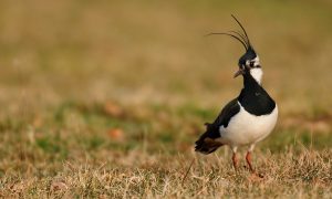 Privé: De Jagersvereniging presenteert: factsheet Toekomst voor weidevogels in Nederland