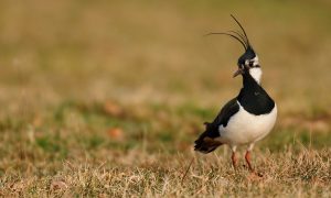 Boeren uiten hartenkreet over predatiebeheer – Nieuwe Oogst