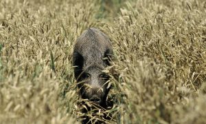 Gedeputeerde Staten Limburg geven opnieuw meer bevoegdheden aan jagers voor beheer wilde zwijnen