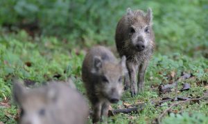 Update Afrikaanse varkenspest 08/03 – situatie stabiel, waakzaamheid vereist