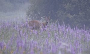 Door de ogen van de jager – Augustus 2017