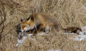 Vos bedreigt weidevogelstand in Overijssel – RTV Oost