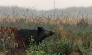 Afri­kaan­se var­kens­pest in Bel­gië – Provincie Limburg