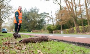 Een gratis kroketje om aandacht te vragen voor overstekend wild – Omroep Gelderland