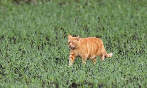 Stichting Zwerfkatten Nederland en Jagersvereniging werken samen: ‘Geen zwerfkatten in het beschermde buitengebied’