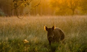 Eet eens een stoere hamburger van een wild zwijn – De Limburger