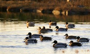 Uitbraak vogelgriep Hekendorp: gedeeltelijk jachtverbod op wilde watervogels