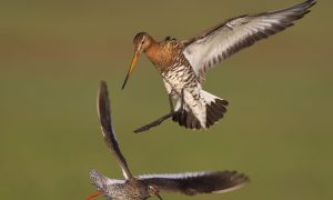 Weidevogelkennisdag 2020: ‘Aanval is de beste verdediging’