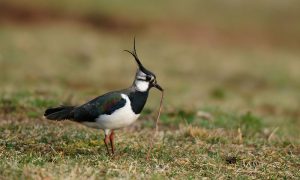 Predatie van weidevogels in Friesland nu al hoger – Nieuwe Oogst