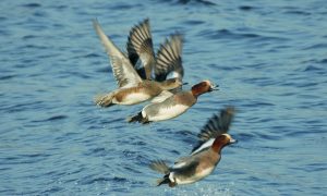 Natuurorganisaties drijven provincie Zuid-Holland in het nauw: rechters kritischer op afschieten dieren – AD