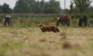 Uitspraak verbod vossenjacht Utrecht nu openbaar