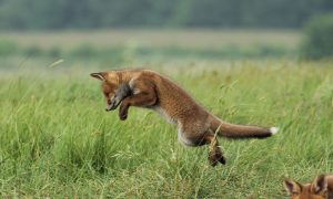 Motie voor de effectieve bejaging van vossen – verworpen