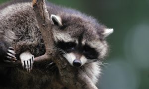 Bestrijden wasbeer en wasbeerhond wordt mogelijk in Noord-Brabant