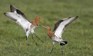 Meer predatoren en minder muizen: drama voor weidevogels – Omrop Fryslân