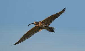 Motie voor een brede, meerjarige pilot weidevogelbescherming aangenomen in Tweede Kamer