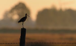 Vogelwacht gaat strijd aan met predatoren via app – Nieuwe Oogst