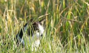 Moeten katten buiten verplicht aan de lijn? – Nieuwsuur